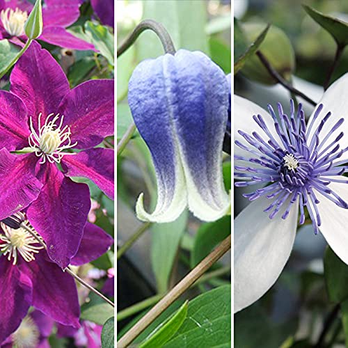 クレマチス　苗 Amazon.co.jp: クレマチス苗 5本 HanaMarche（ハナマルシェ