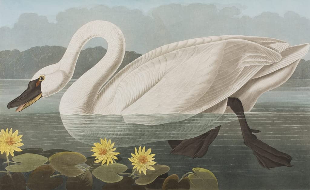 Poster oiseaux d'Amérique John Audubon impression toile 60x90cm pour salon