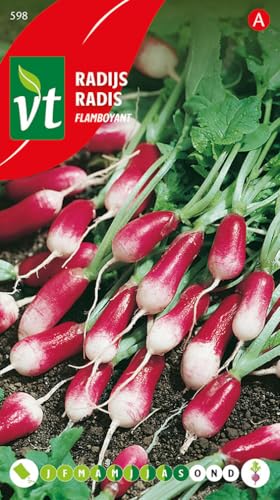 Radis Flamboyant Graines - Ces radis ne sont pas ronds, mais aussi facile à cultiver et aussi savoureux