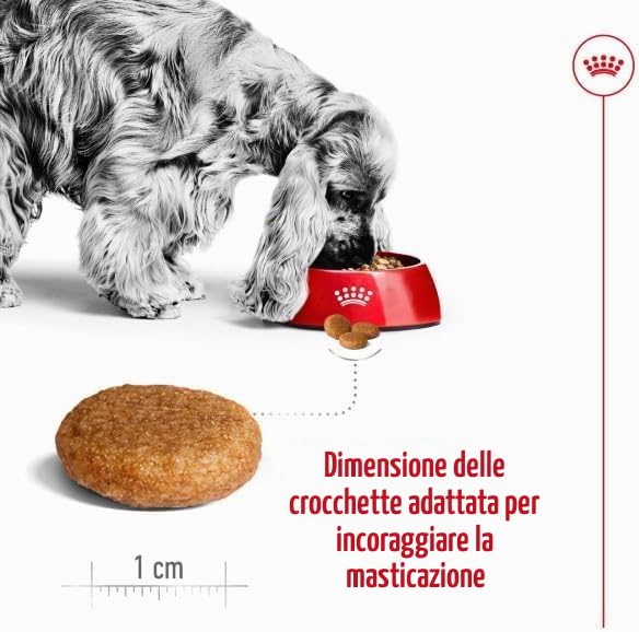 royal canin medium adult kg 12
