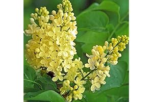 Primrose Lilac Yellow Starter Plant as Border or Accent