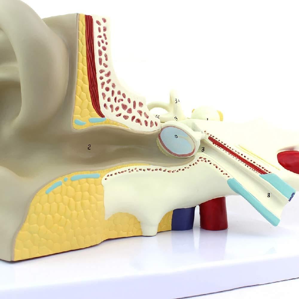 Model anatomiczny ucha ludzkiego, model ucha, anatomia ucha, model labiryntu ucha wewnętrznego Otolaryngologia, model słuchowy człowieka