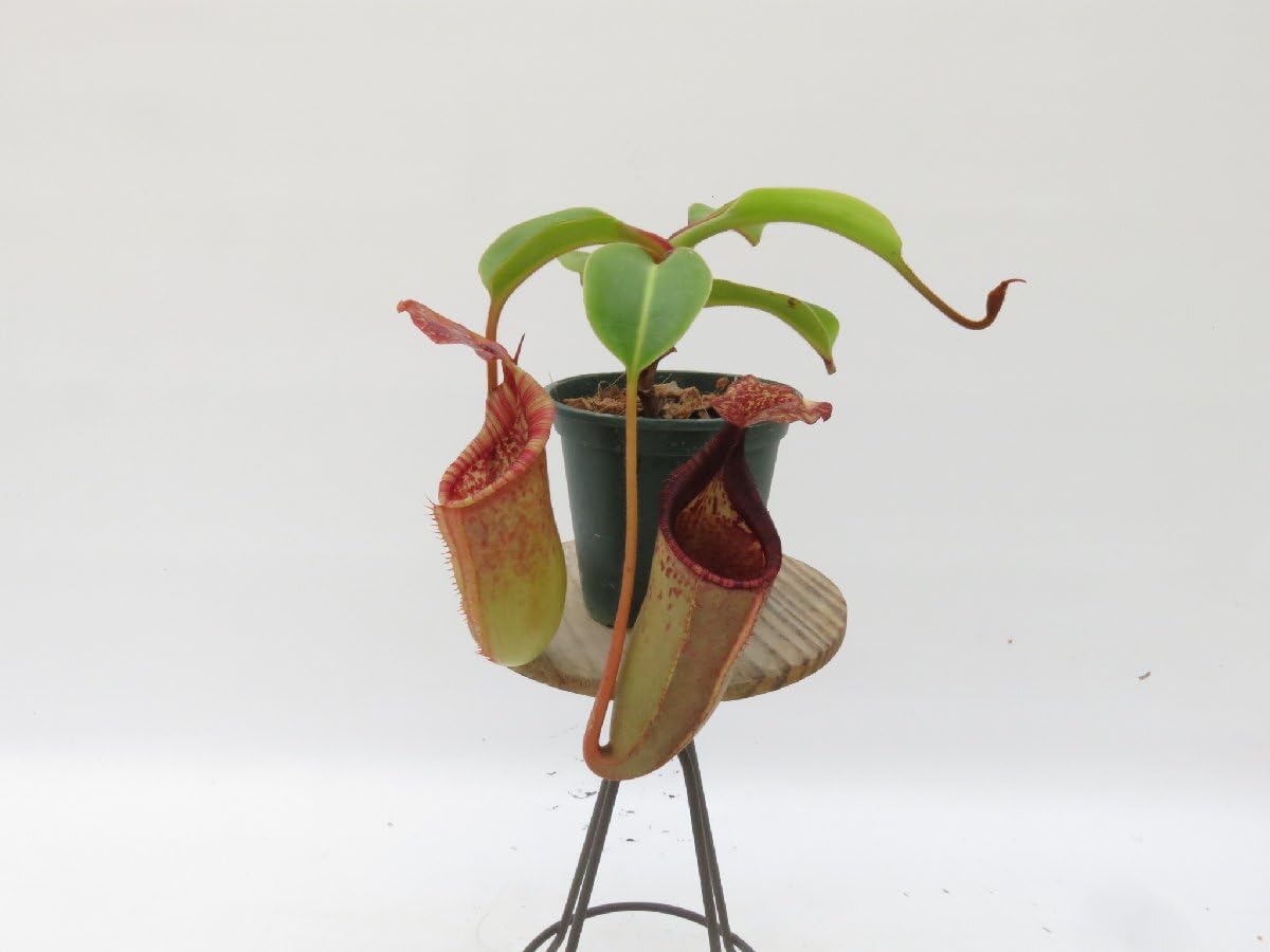 Amazon.co.jp: N.veitchii (No.2) × N.(lowii × ventricosa(red