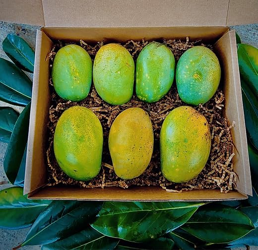 Image of Mallika Mango Plant Grafted Fruit After 1-2 Years Hybrid Live Fruit Tree Height 3 Feet, Pack Of 1 Plant PB 56
