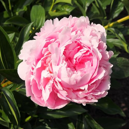 TomorrowSeeds Chinese Peony Seeds
