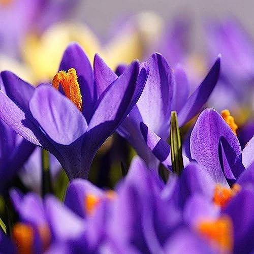 lamphle Semillas de Azafrán Crocus, 100 Unids/Bolsa Semillas Ecológicas Tolerantes a la Sequía Semillas de Azafrán en Maceta Semillas de Frutas de Árboles Vegetales Semillas de azafrán azafrán