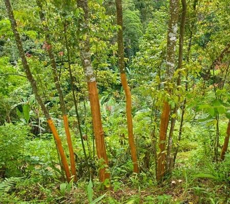 50pcs of Cinnamon Tree Seeds Fast Growing Suitable for Indoor & Outdoor Gardens