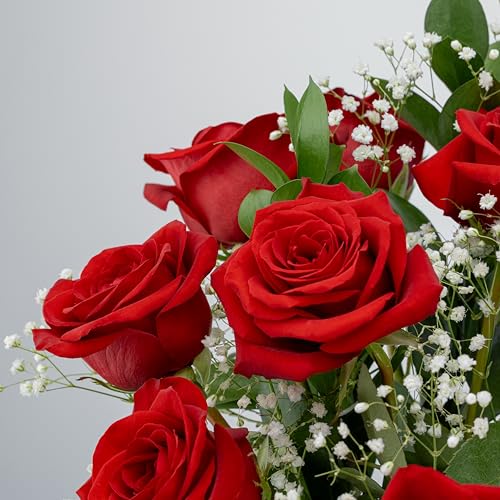 Benchmark Bouquets - 12 Stem Red Roses (Glass Vase Included) - Fresh Flowers for Next Day Delivery - Gift for Birthday, Anniversary, Get Well, Sympathy, Congratulations, Valentine's Day