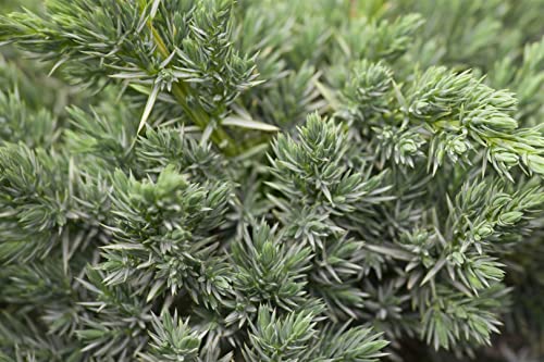 Juniperus squamata 'Meyeri' 30-40 cm - Blauer Zwergwacholder, silbrig-blaue Nadeln, ideal für Steingärten und Kübel, winterhart und pflegeleicht