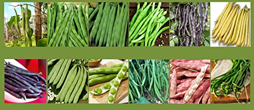 Bohnensamen Set Mix Garten Bohnen Samen Profisaatgut Saatgut 12 Sorten Quedlingburger Speck Saxa Jutta