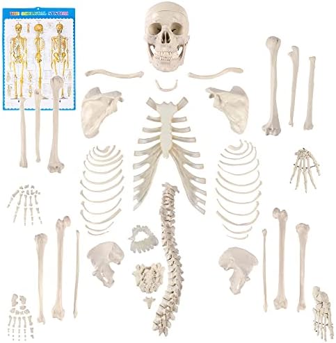 Houseables Disarticulated Human Skeleton, Full Unassembled Anatomical Model, Life Sized, 62” Height, Plastic, w/Poster, Skull, Bones, Articulated Hand & Foot, Study of Skeletal System, Educational