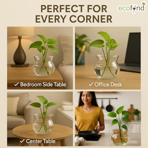 Image of ecofynd Glass Vase for Flowers Plants, Modern Decorative Vase for Home Decor Center Table, Bedroom, Living Room, Office Decoration, Wedding or Gifts (GVASE005)
