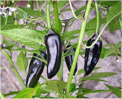 Black Chilli (Hot Pepper) Seeds (Pack of 30 Seeds) - GardenHunt (B08DFBXFMT) Amazon Price History, Amazon Price Tracker