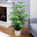 Brighter Blooms Norfolk Island Pine Tree, 3-4 ft.