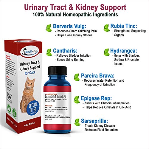 Cat UTI Treatment - Image 7