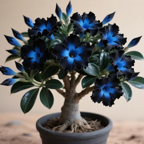 Miniatura 2 de Exquisita Rosa Del Desierto, Adecuada Para Plantar Al Aire Libre, Resistente Al Frío, De Rápido Crecimiento, Apto Para Principiantes.-1 Rizoma-A
