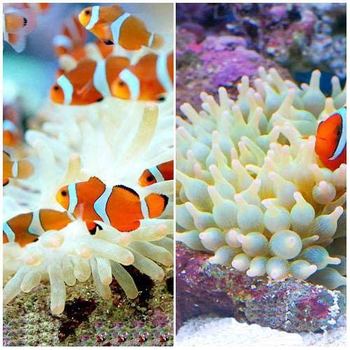 Amazon | （海水魚）カクレクマノミ（2匹）＋サンゴイソギンチャク