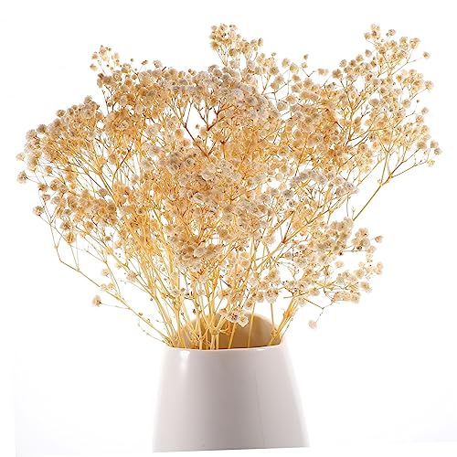 Ramo de flores secas Gypsophila para decoración miniatura 3