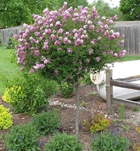 Miniatura 2 de Brighter Blooms - Árbol lila púrpura Bloomerang, 4-5 pies - Planta de floración refloreciente para interiores y exteriores - No hay envío a AZ