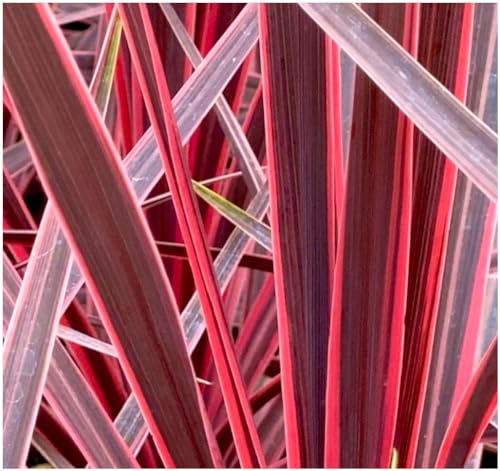 Cordyline 'Charlie Boy' Palm Tree | Evergreen Plant | Outdoor Garden Ready Plant