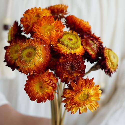20 tallos de flores secas para decoración miniatura 3