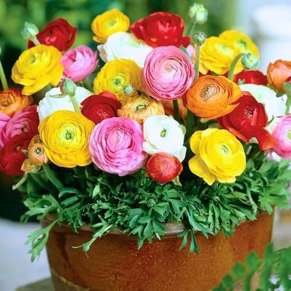Ranunculus Bulbs for Planting/Ranunculus Buttercup Bloomingdale Mix Colors Flower Bulbs for gardenng (Pack of 1 Bulb)-image-2