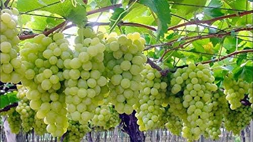 See full amazon price history chart for Delorea Grape Fruit Air Layered plant, Angoor Plant "Special Long Variety" (Fruit plant, pack of 1) Delorea Grape Fruit Air Layered plant, Angoor Plant "Special Long Variety" (Fruit plant, pack of 1) (B0DFCG9M6Y) Amazon Price History, Amazon Price Tracker