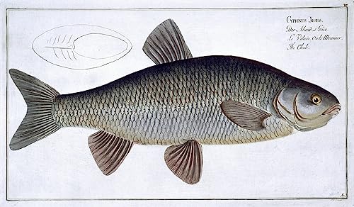 Affiche décorative art mural et poster peinture d'ichthyologie Ludwig Kruger 60x90cm