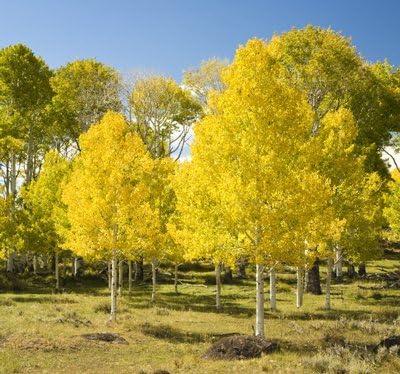 Brighter Blooms Quaking Aspen Tree