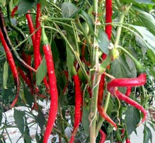 Buy4seeds HOT Chilli Pepper Thai Super Chile F1 8 Seeds Easy to Grow