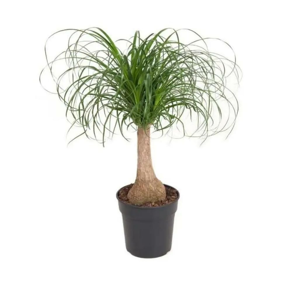 Attitude Jardin - Beaucarnea recurvata - pied d'éléphant - 50-60 cm - ⌀ 21 cm - plante d'intérieur