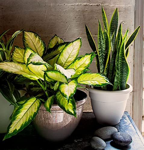 The Hc Companies 12 Inch Pizzazz Decorative Round Planter - Lightweight Premium Resin Plant Pot With A Ceramic Look For Indoor Outdoor Use, Warm Red #TOP6