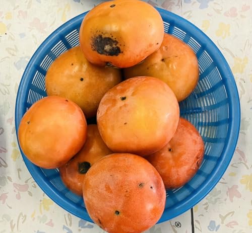 yKiO 󂠂菤izF{Y xL` 󂠂  1.2kg1.4sy003zTCY3k-r F{ Y ƒp KiO ƒp s Hp ʔ