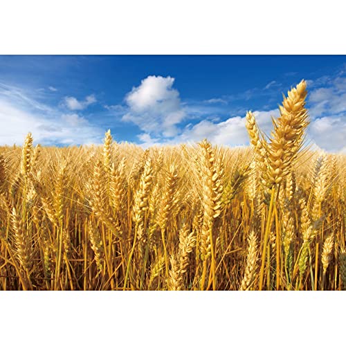 Ttincceer 300x250cm Golden Wheat Field Backdrop Crops Ripe Wheat Blue Sky White Clouds Photography Background Thanksgiving Theme Party Decoration Background