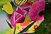 Tulip Zinnia Garden Flag Colorful Spring Summer Blooms Double Sided 12.5’’ X 18’’