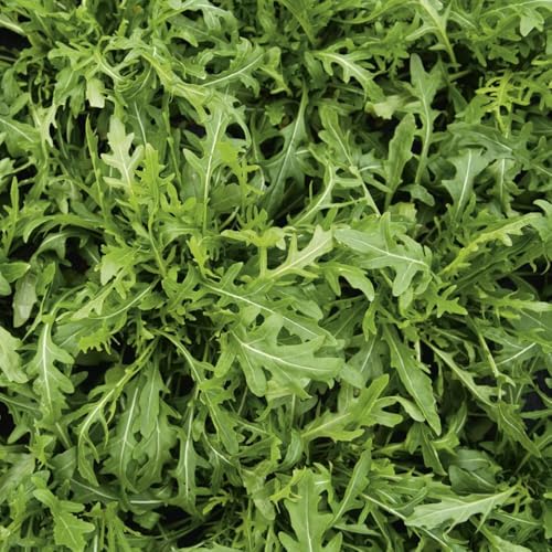 250 piezas Semillas de rúcula perenne resistente balcón con cama elevada de jardin jardín interior jardin semillas decoración