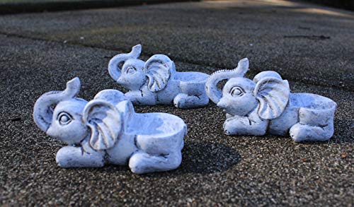 Consejos y comparativas para Comprar Pata de elefante planta para comprar hoy. 26 Consejos y comparativas para Comprar Pata de elefante planta para comprar hoy. 24