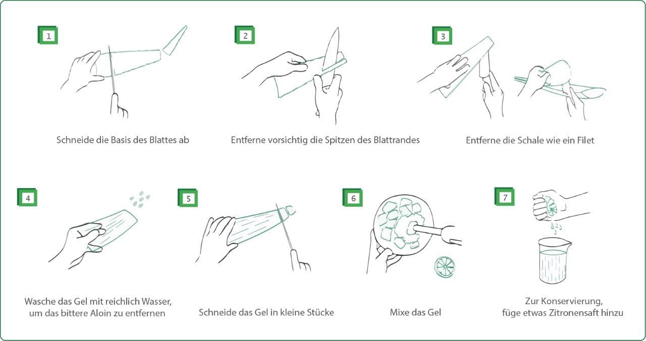 Meilleur feuille d'aloe vera bio 60 x 15 x 15 vert