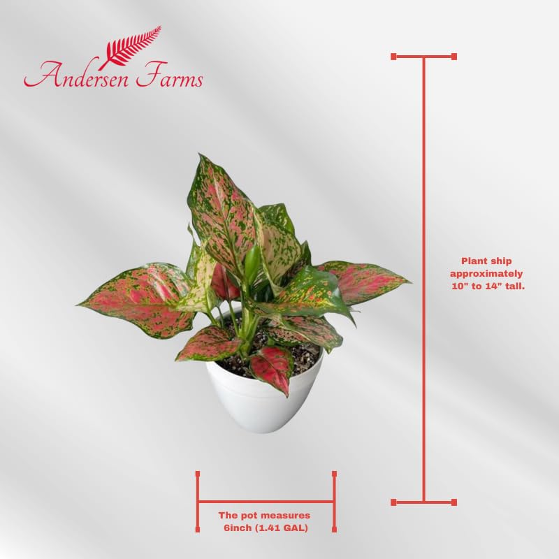Amazon.com : Andersen Farms Aglaonema Red Valentine Live Plant  Indoor/Outdoor in 6 in White Deco Pot : Patio, Lawn & Garden