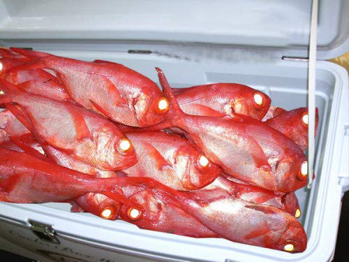 Amazon | キンメ・マグロ 他 ☆ 余裕の100L 大型クーラー | 舞網工房