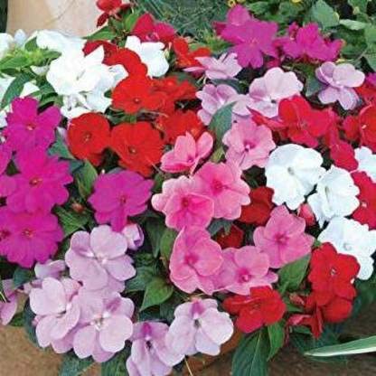 Green World IMPATIENS BABY MIX FLOWER SEEDS FOR KITCHEN GARDENING (10 seeds) (B09KQP1RJT) Amazon Price History, Amazon Price Tracker