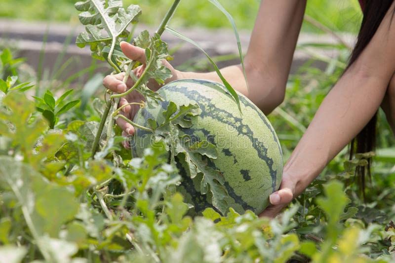 Watermelon seeds for planting hybrid, Hybrid plant seeds for watermelon ( 200 seeds ) (B0BRCVLL8H) Amazon Price History, Amazon Price Tracker