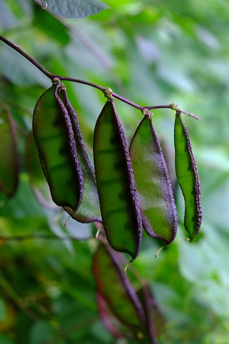 25 Hybrid Black And Green Mix Color CLIMBING BEAN Seeds, Sem Phali Seeds,Lima Beans Seeds For planting And Home And Home gardening (B0CF76HY1N) Amazon Price History, Amazon Price Tracker