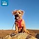 Voyager Step-In Air Hundegeschirr by Best Pet Supplies - All Weather Mesh Step in Vest Harness für kleine und mittlere Hunde, Rot, size L - Brust 45-52 cm