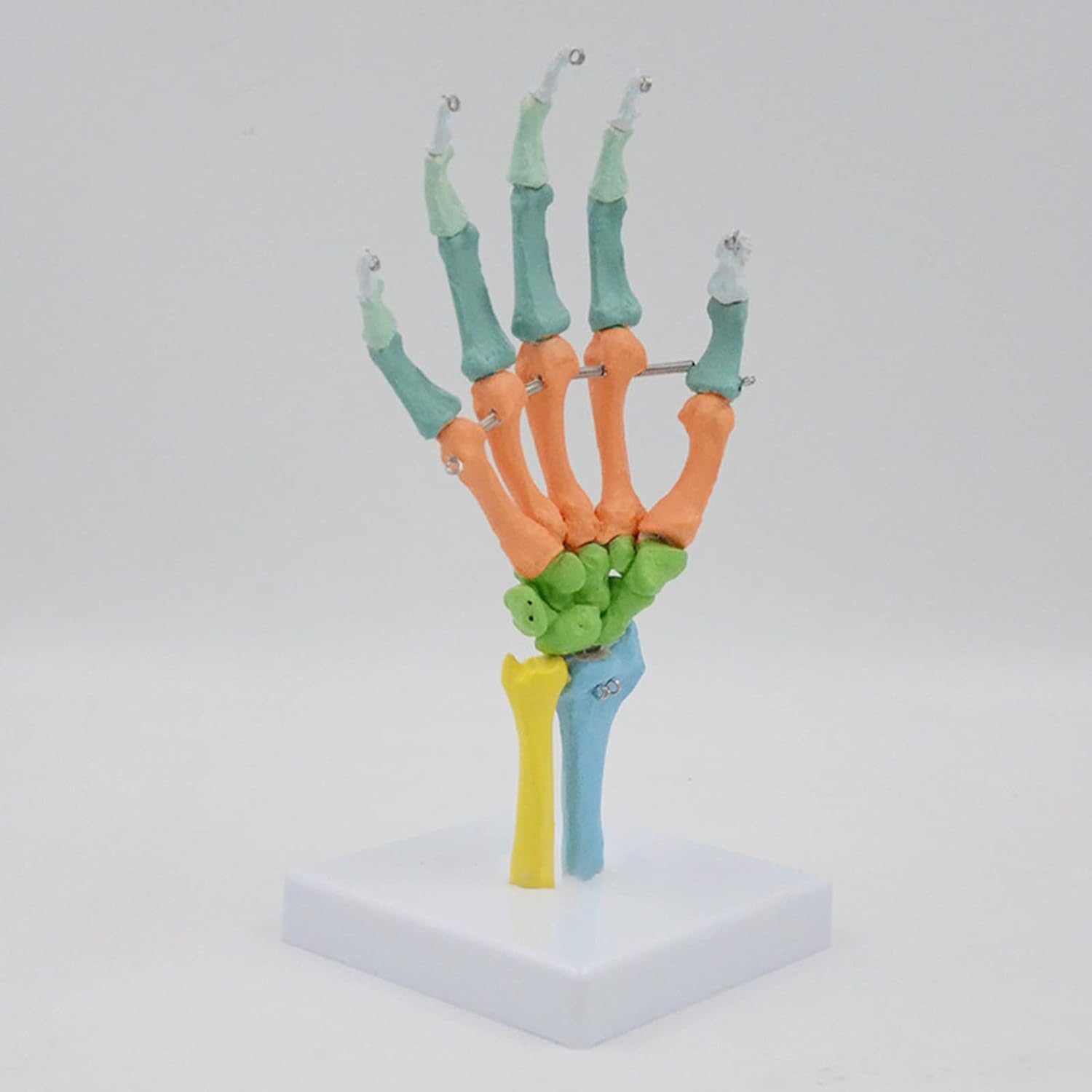Modelo de Esqueleto anatómico de Mano, anatomía Humana Coloreada con Base para Estudio, exhibición, enseñanza, Modelo anatómico.