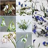 12 piezas comprar bulbos de campanillas - plantas de cebolla para cajas de balcón resistentes,Galanthus nivalis, regalo para los amantes del jardín plantas en macetas extremadamente