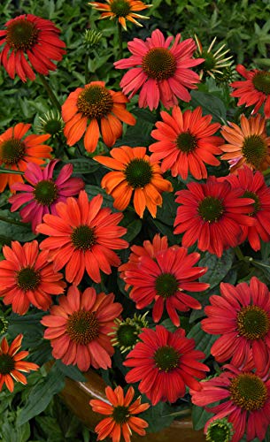 Proven Winners - Echinacea LAKOTA 'Santa Fe' (Coneflower) Perennial, pink-orange flowers, 1 - Size Container, PWFPECLKSF