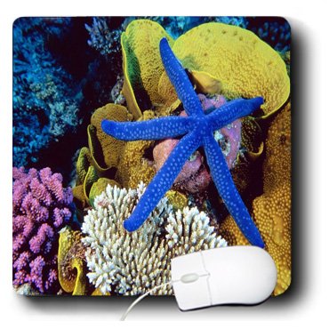 Tapis de souris bleu électrique motif étoile de mer 3drose MP 109344 1