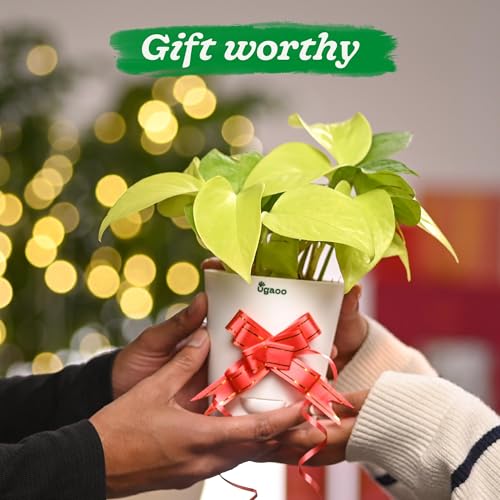 Ugaoo Golden Money Plant Indoor With Self Watering Pot (Image - 4)