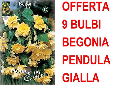 OFFERTA 9 BULBI BEGONIA PENDULA GIALLA BULBS BULBES